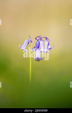 Makrobild der Blauen Glocken, Hallerbos in Belgien Stockfoto