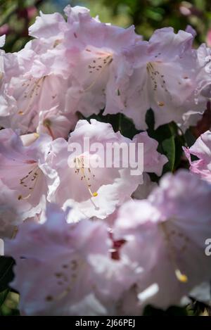 Rhododendron Loderi Group Stockfoto