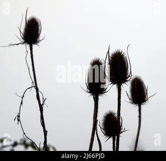 Teasins in Silhouette gegen den Himmel. Gewöhnlicher Teelöffel (Dipsacus fullonum) . Familie Caprifoliaceae. Stockfoto