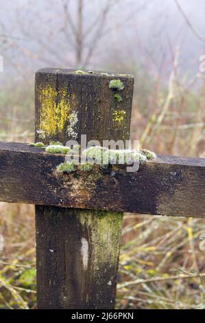 Moos und Flechten an einem Zaunpfosten an einem nebligen Tag im Frühjahr, Ely Trail, Cardiff Stockfoto