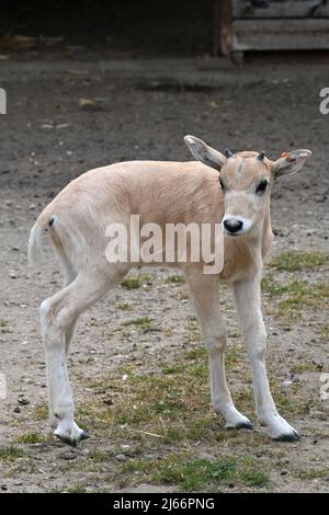 Kessingland, Suffolk, Großbritannien - 28. April 2022 Geburt eines vom Aussterben bedrohten Addaxkalbs im Africa Alive Zoological Reserve. Die Tierpfleger im Suffolk-Zoo waren überglücklich, am 9. April das neugeborene Kalb in der Nähe von Mutter Forest zu finden. Die Addax ist eine Art von Antilope, die extrem selten und durch unregulierte Jagd gefährdet ist. Graeme Williamson, Head of Living Collections beim Zoologischen Reservat Africa Alive, sagte: ÒWe freuen sich, dass es Mama und Kalb gut geht und dass Forest eine sehr aufmerksame Mutter ist. Quelle: Nils Jorgensen/Alamy Live News Stockfoto