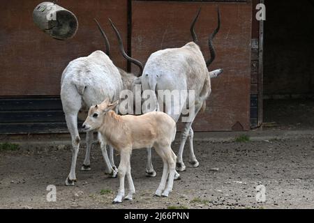 Kessingland, Suffolk, Großbritannien - 28. April 2022 Geburt eines vom Aussterben bedrohten Addaxkalbs im Africa Alive Zoological Reserve. Die Tierpfleger im Suffolk-Zoo waren überglücklich, am 9. April das neugeborene Kalb in der Nähe von Mutter Forest zu finden. Die Addax ist eine Art von Antilope, die extrem selten und durch unregulierte Jagd gefährdet ist. Graeme Williamson, Head of Living Collections beim Zoologischen Reservat Africa Alive, sagte: ÒWe freuen sich, dass es Mama und Kalb gut geht und dass Forest eine sehr aufmerksame Mutter ist. Quelle: Nils Jorgensen/Alamy Live News Stockfoto