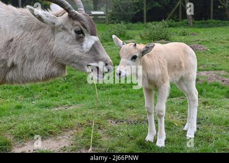 Kessingland, Suffolk, Großbritannien - 28. April 2022 Geburt eines vom Aussterben bedrohten Addaxkalbs im Africa Alive Zoological Reserve. Die Tierpfleger im Suffolk-Zoo waren überglücklich, am 9. April das neugeborene Kalb in der Nähe von Mutter Forest zu finden. Die Addax ist eine Art von Antilope, die extrem selten und durch unregulierte Jagd gefährdet ist. Graeme Williamson, Head of Living Collections beim Zoologischen Reservat Africa Alive, sagte: ÒWe freuen sich, dass es Mama und Kalb gut geht und dass Forest eine sehr aufmerksame Mutter ist. Quelle: Nils Jorgensen/Alamy Live News Stockfoto