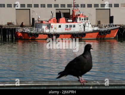 Ein Bar Pilot-Schiff dockte an der östlichen Uferpromenade der Bucht von San Francisco an. Barpiloten steuern Schiffe in und aus der Bucht von San Francisco. Stockfoto