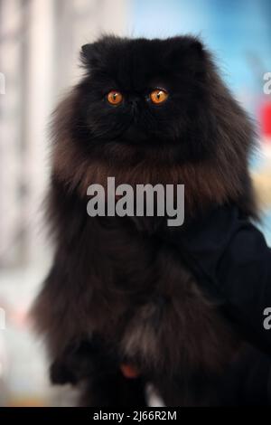 Die schönsten Katzen der Welt während einer Ausstellung in Venedig Stockfoto