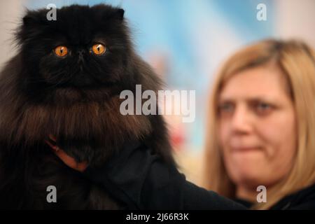 Die schönsten Katzen der Welt während einer Ausstellung in Venedig Stockfoto