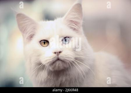 Die schönsten Katzen der Welt während einer Ausstellung in Venedig Stockfoto