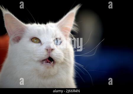 Die schönsten Katzen der Welt während einer Ausstellung in Venedig Stockfoto