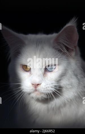 Die schönsten Katzen der Welt während einer Ausstellung in Venedig Stockfoto