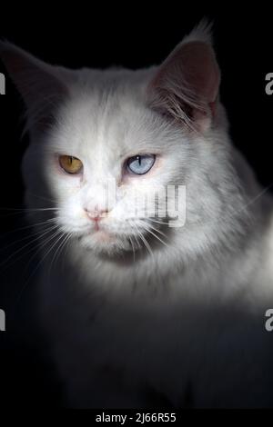 Die schönsten Katzen der Welt während einer Ausstellung in Venedig Stockfoto