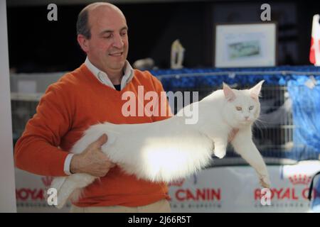 Die schönsten Katzen der Welt während einer Ausstellung in Venedig Stockfoto