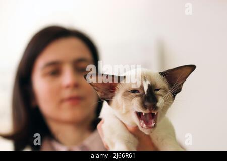 Die schönsten Katzen der Welt während einer Ausstellung in Venedig Stockfoto