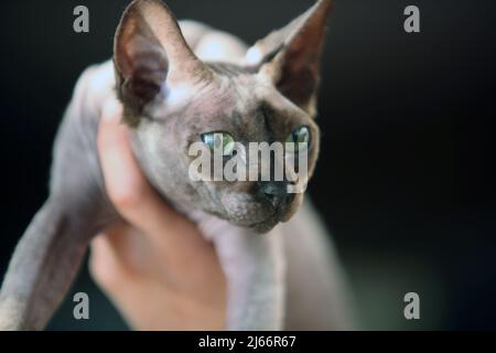 Die schönsten Katzen der Welt während einer Ausstellung in Venedig Stockfoto