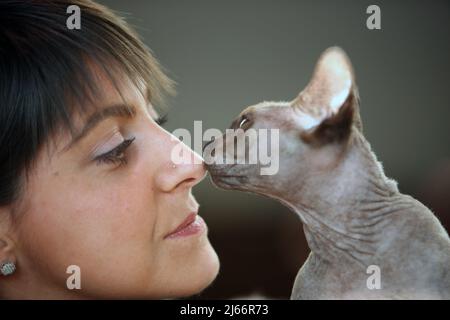 Die schönsten Katzen der Welt während einer Ausstellung in Venedig Stockfoto