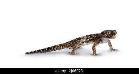 Dünengecko aka Stenodactylus petrii, stehende Seitenwege. Isoliert auf weißem Hintergrund. Stockfoto