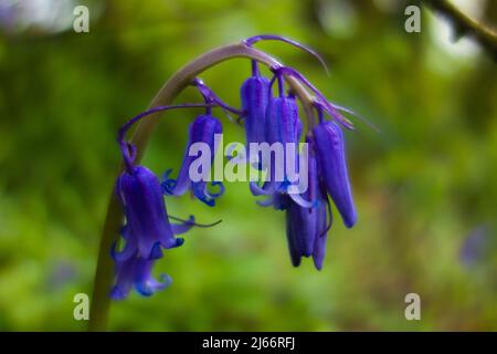 Gemeine englische Bluebell (Hyacinthoides non-scripta) isoliert auf einem natürlichen dunkelgrünen Hintergrund Stockfoto