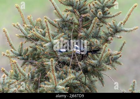 Eurasische Elstern, gewöhnliche Elstern (Pica pica) bauen ein Nest in der Spitze einer Fichte Stockfoto