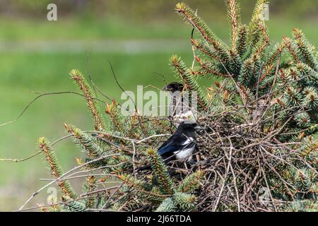 Eurasische Elstern, gewöhnliche Elstern (Pica pica) bauen ein Nest in der Spitze einer Fichte Stockfoto