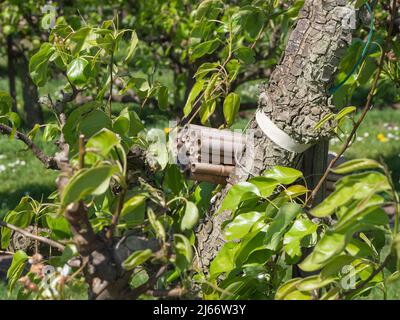 Die Rückseite eines Insektenhotels aus Bambusstäben auf einem Birnenbaum in einem Birnengarten Stockfoto