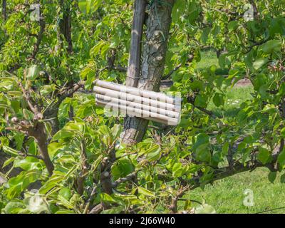Die Vorderseite eines Insektenhotels aus Bambusstäben in einem Birnengarten Stockfoto