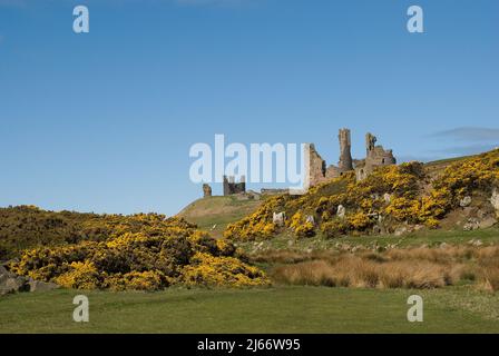 Landschaftsbild von nahe entferntem Dunstanburgh Castle von der Landseite mit Bergspitze und runden Türmen mit gorseverkrusttem Land und blauem Himmel Stockfoto