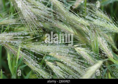 Regentropfen auf Foxtail in Nordkalifornien Stockfoto