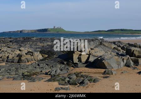 Ein entferntes Dunstanburgh Castle, das von den Basaltfelsen der Embleton Bay aus gesehen wird, mit einem Sandstrand und einem ruhigen Meer Stockfoto