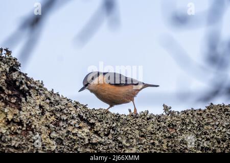 Nahaufnahme eines Nuthatch auf einem mit Flechten bedeckten Ast Stockfoto