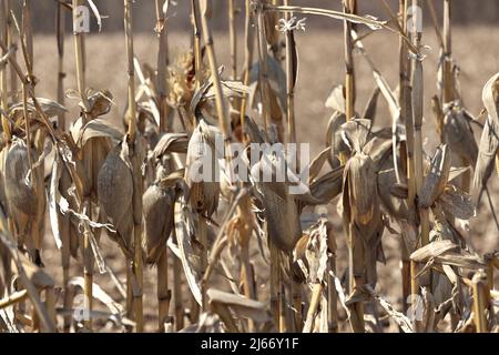 Nahaufnahme von toten Maisstielen und Maiskolben auf dem Farm Field im Frühjahr Stockfoto