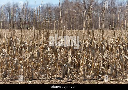 Mittlere Aufnahme von toten Maisstielen und Maiskolben auf dem Farmfeld im Frühjahr Stockfoto