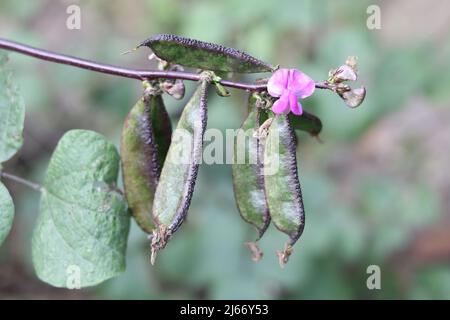 Bean Plant with Flower in a vegetable Tree Garden Village, Close Up frisches Essen junge lima Bohnen Gemüsehyakinthe in der Natur. Stockfoto