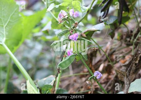 Bean Plant with Flower in a vegetable Tree Garden Village, Close Up frisches Essen junge lima Bohnen Gemüsehyakinthe in der Natur. Stockfoto