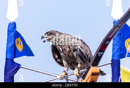 Schwarzer Drachen (Milvus migrans) Adler, der auf Eisenstangen mit sikhismus-Flagge thront. Stockfoto