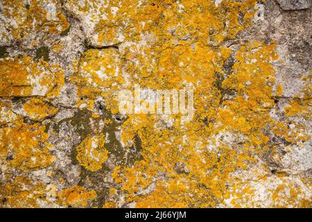 Alte Mooswand am Jardim das Portas do Sol in Santarem Portugal Stockfoto