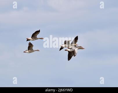 Graugans oder Graugans (Anser anser) im Flug Stockfoto