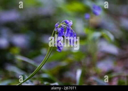 London, Großbritannien. 24. April 2022. Bluebell-Blumen blühen in Highgate Woods im Norden Londons. Bluebells auch als Hyacinthoides non-scripta bekannt sind in der Regel tief violett-blau in der Farbe, glockenförmig mit sechs Blütenblättern und up-turned Spitzen. Laut dem National Trust ist es gegen das Gesetz, Bluebells absichtlich zu pflücken, zu entwurzeln oder zu zerstören und fast die Hälfte der weltweiten Bluebells sind in Großbritannien zu finden, sie sind im Rest der Welt relativ selten. (Bild: © Dinendra Haria/SOPA Images via ZUMA Press Wire) Stockfoto