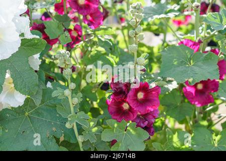 Schöne weiße und schwarze Hollyhock Blumen auf Blumenfeld. Stockfoto
