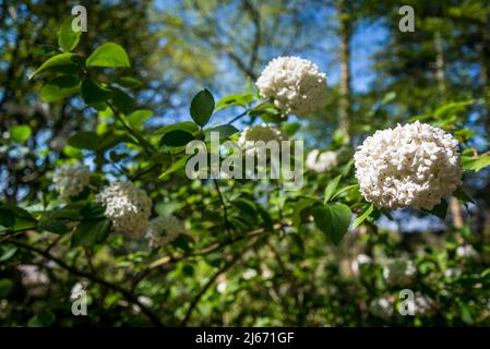 Viburnum × burkwoodii, Burkwood viburnum, halbimmergrüner Strauch mit duftenden weißen Blüten Stockfoto