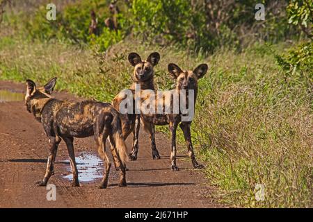 Der African Wid Dog, auch Painted Dog oder Painted Wolf genannt, ist eine der am stärksten gefährdeten Säugetiere der Welt Stockfoto