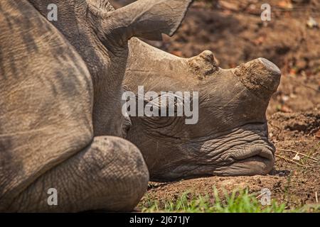 Zwei enthornte weiße Nashörner (Ceratotherium simum) schlafen im Kruger Nationalpark. Südafrikanische Nationalparks enthorten Nashörner in einem Versuch, die Wilderin einzudämmen Stockfoto