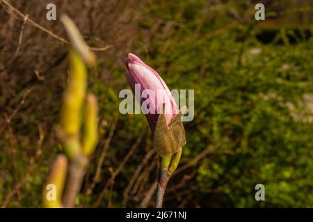 Schöner Magnolienbaum blüht im Frühling. Jentle rosa Magnolie Blume . Romantischer floraler Hintergrund Stockfoto