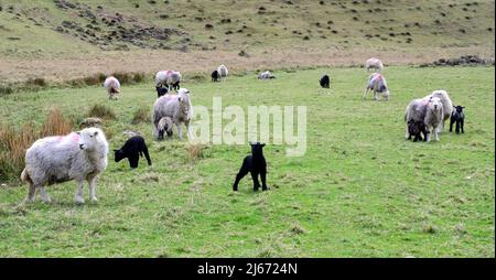 Herdwick Schafe und neu geborene Lämmer im Lake District, Cumbria, England, Großbritannien, Während der Frühjahrssaison. Die Farmers Weekly berichtet: „Auktionatoren sagen, dass das Graswachstum und die höheren Lammwerte bis April dazu beigetragen haben, die Preise zu festigen.“ Der Lammpreis von 2022 liegt deutlich über dem Fünfjahresdurchschnitt. Stockfoto