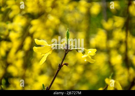 Blühende Forsythia im Frühling. Zweig mit gelben Blüten Forsythia auf verschwommenem Hintergrund von blühenden Sträuchern. Blühende gelbe Blüten von Forsythy Stockfoto