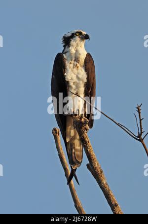 Osprey (Pandion haliaetus carolinensis) Erwachsener, der auf dem toten Zweig Carara, Costa Ricas, thront März Stockfoto