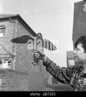 1960s, historisch, draußen in einer Seitengasse, ein junger Teenager, der einen Greifvogel mit seinen Flügeln nach draußen hält, Stockport, Manchester, England, Großbritannien. Stockfoto