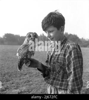 1960, historisch, draußen auf einem Feld, eine Waldkauz, die auf der Hand eines jungen Teenagers sitzt, Stockport, Manchester, England. VEREINIGTES KÖNIGREICH. Stockfoto