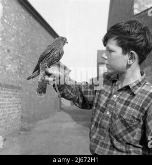1960s, historisch, draußen in einer Seitengasse, ein junger Teenager, der auf seiner rechten Hand einen Raubvögel hochhält, Stockport, Manchester, England, Großbritannien. Stockfoto