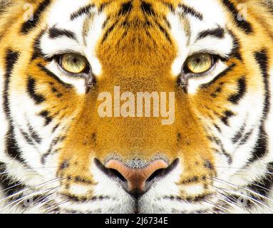 Schönes amur Tiger Portrait. Gesicht des Tigers. Panthera tigris altaica. Stockfoto