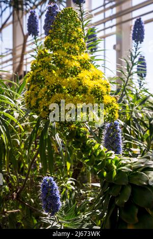 Blühendes Aeonium undulatum, umgeben von blauem Stolz von Madeira, Echium candicans Stockfoto