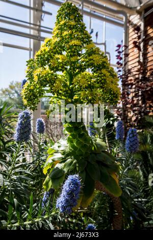 Blühendes Aeonium undulatum, umgeben von blauem Stolz von Madeira, Echium candicans Stockfoto